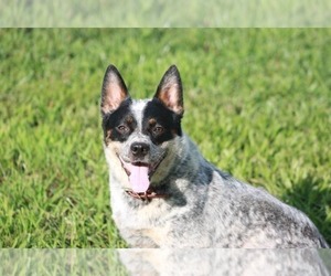 Mother of the Australian Cattle Dog puppies born on 08/11/2026