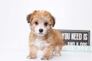Shorkie Tzu Puppy for sale in NAPLES, FL, USA