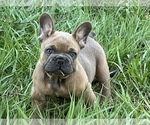 Image preview for Ad Listing. Nickname: Male Puppy