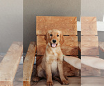 Puppy Purple Golden Retriever