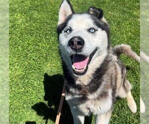 Siberian Husky Dogs for adoption in Camarillo, CA, USA