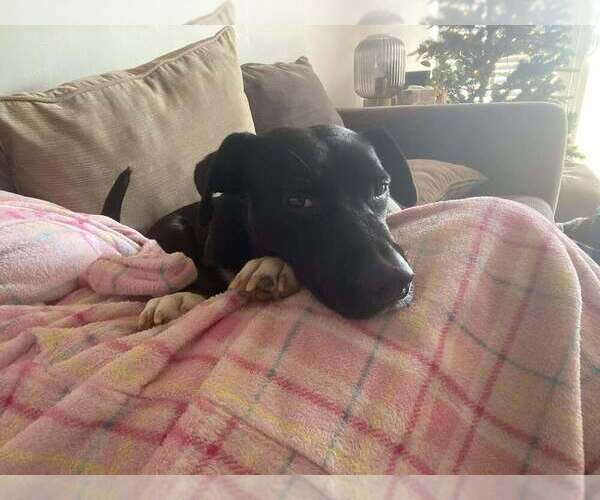 Medium Photo #5 Boxador Puppy For Sale in garner, NC, USA