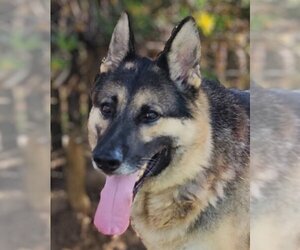 German Shepherd Dog Dogs for adoption in San Jose, CA, USA