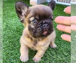 Small #3 French Bulldog