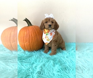 Goldendoodle (Miniature) Puppy for sale in ORLANDO, FL, USA