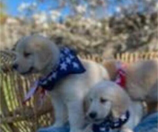 Medium Photo #28 Golden Retriever Puppy For Sale in CITRUS HEIGHTS, CA, USA