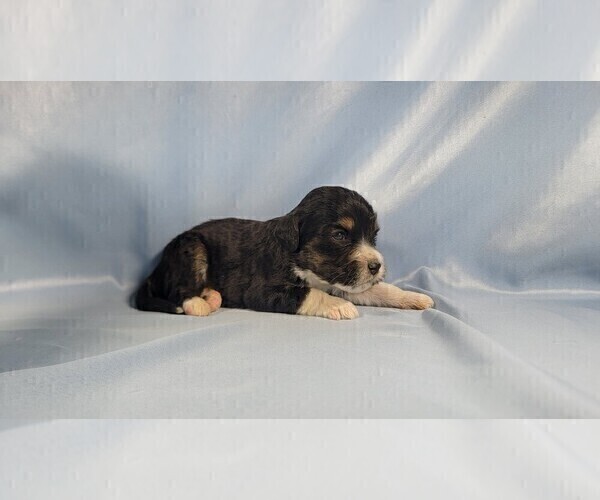 Medium Photo #42 Bernedoodle (Miniature) Puppy For Sale in BLACK FOREST, CO, USA
