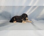 Small Photo #42 Bernedoodle (Miniature) Puppy For Sale in BLACK FOREST, CO, USA