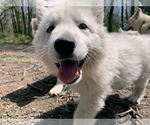 Small Photo #3 German Shepherd Dog Puppy For Sale in WASHINGTON, NJ, USA
