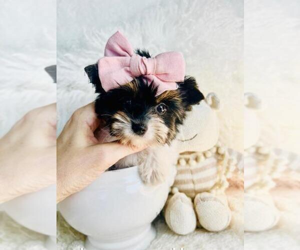 Medium Photo #17 Yorkshire Terrier Puppy For Sale in DACULA, GA, USA