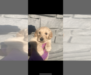 Goldendoodle Puppy for sale in CANTON, MI, USA