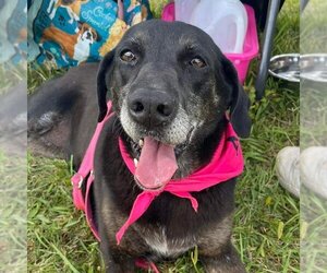 Labbe Dogs for adoption in Rustburg, VA, USA