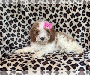 Cavapoo Puppy for Sale in LAKELAND, Florida USA