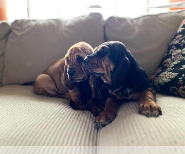 Medium Photo #4 Bloodhound Puppy For Sale in CROSSVILLE, AL, USA