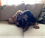 Small Photo #4 Bloodhound Puppy For Sale in CROSSVILLE, AL, USA