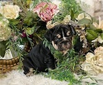 Small Photo #6 Bulldog Puppy For Sale in CALDWELL, TX, USA