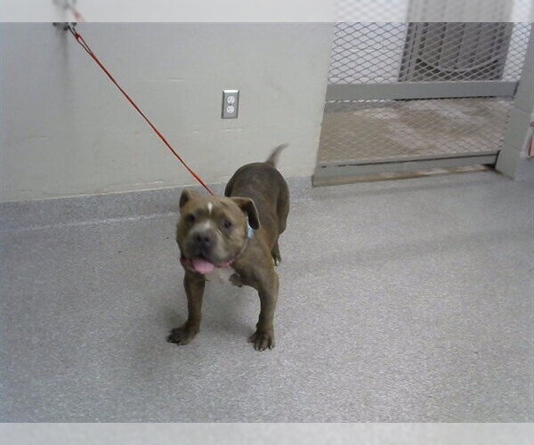 Medium Photo #1 Staffordshire Bull Terrier-Unknown Mix Puppy For Sale in Pasadena, TX, USA