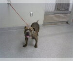 Small Staffordshire Bull Terrier Mix