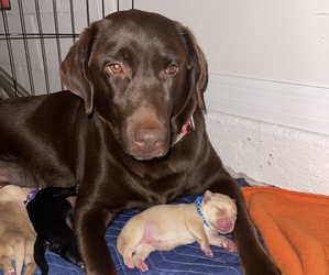 Mother of the Labrador Retriever puppies born on 12/16/2021