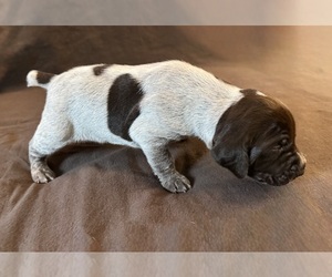 German Shorthaired Pointer Puppy for Sale in WOODLAND PARK, Colorado USA