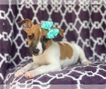 Small Photo #5 Jack-Rat Terrier Puppy For Sale in LAKELAND, FL, USA