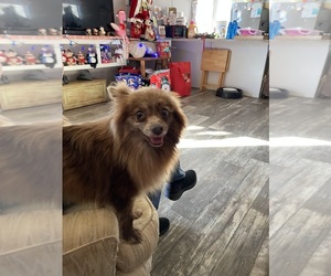 Mother of the Pomeranian puppies born on 03/24/2025