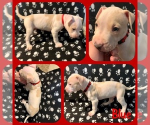 American Pit Bull Terrier Puppy for sale in ARVADA, CO, USA