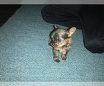 Small Photo #2 Yorkshire Terrier Puppy For Sale in FOREST HILL, TX, USA