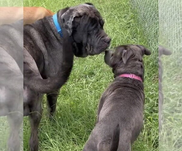 Medium Photo #8 Great Dane-Neapolitan Mastiff Mix Puppy For Sale in Rockaway, NJ, USA