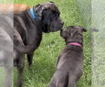 Small #7 Great Dane-Neapolitan Mastiff Mix