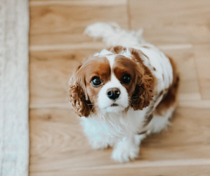 Cavalier King Charles Spaniel Puppy for sale in SAINT GEORGE, UT, USA