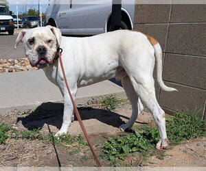 American Bulldog Dogs for adoption in Denver, CO, USA