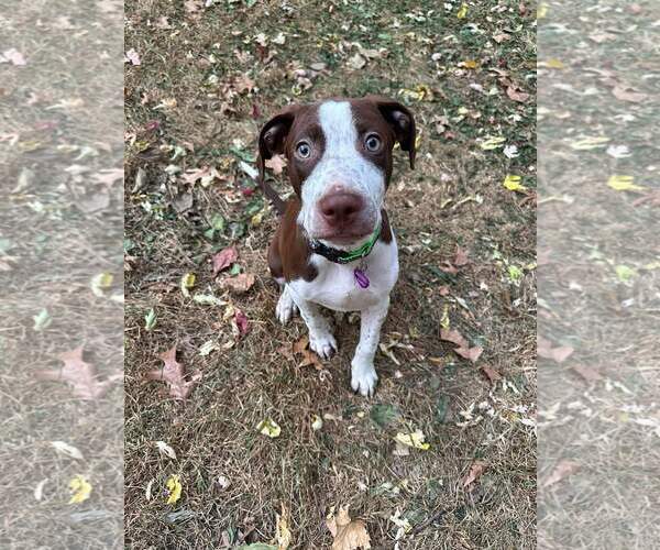 Medium Photo #17 American Pit Bull Terrier-Unknown Mix Puppy For Sale in Minneapolis, MN, USA