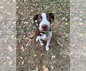 Huxley - Male American Pit Bull Terrier-Unknown Mix Dog for Adoption - Photo #17