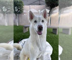 Siberian Husky Dogs for adoption in Chula Vista, CA, USA