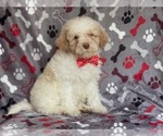 Small Photo #20 Poodle (Miniature) Puppy For Sale in LAKELAND, FL, USA