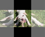 Small #12 Mutt