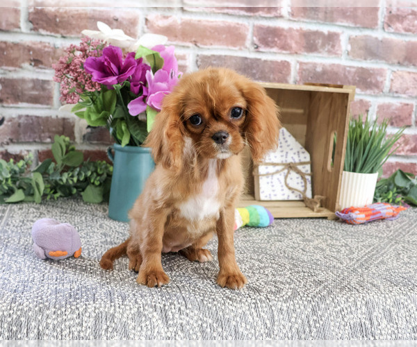 Medium Photo #4 Cavalier King Charles Spaniel Puppy For Sale in SYRACUSE, IN, USA