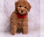 Small Photo #90 Goldendoodle (Miniature) Puppy For Sale in WARSAW, IN, USA