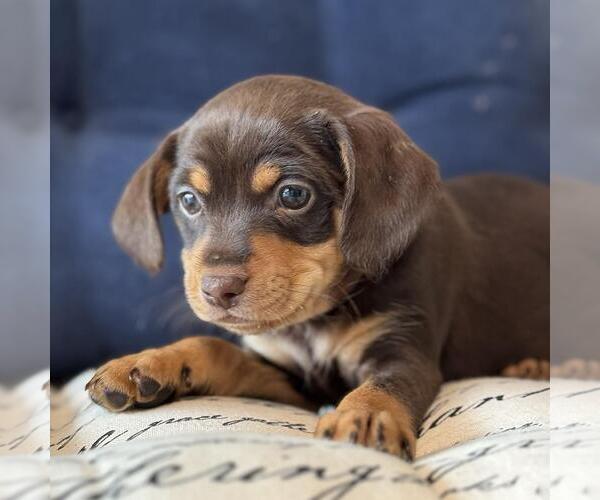 Medium Photo #7 Chiweenie Puppy For Sale in San Diego, CA, USA