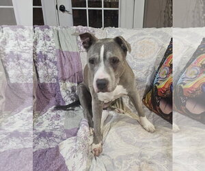 Betty Boop - Female Mutt Dog for Adoption - Photo #7