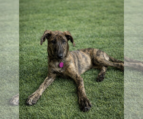 Medium Photo #1 German Shepherd Dog-Plott Hound Mix Puppy For Sale in Cary, NC, USA