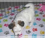 Small Photo #5 Papitese Puppy For Sale in ORO VALLEY, AZ, USA