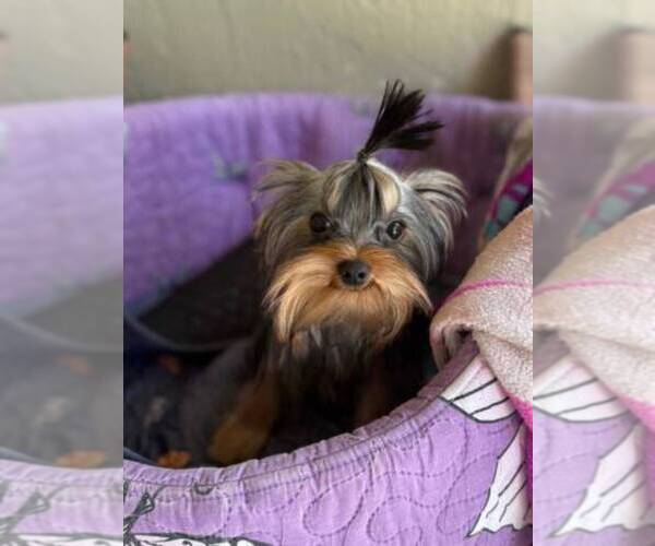 Medium Photo #4 Yorkshire Terrier Puppy For Sale in CORAL SPRINGS, FL, USA