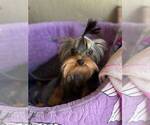 Small #3 Yorkshire Terrier