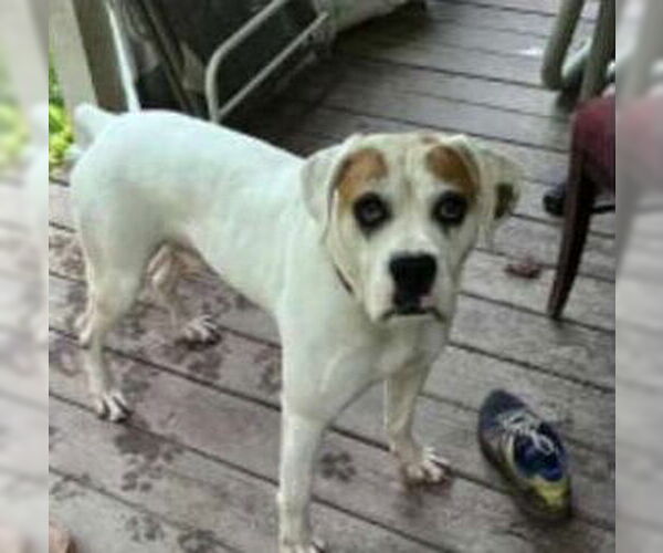 Medium Photo #2 Boxer Puppy For Sale in Burnsville, MN, USA