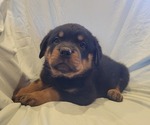 Small #1 Rottweiler