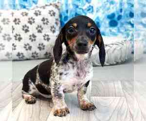 Dachshund Puppy for sale in MARIETTA, GA, USA