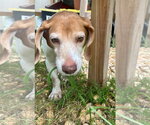 Small #6 Beagle
