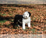 Small Photo #3 Old English Sheepdog Puppy For Sale in MARIONVILLE, MO, USA